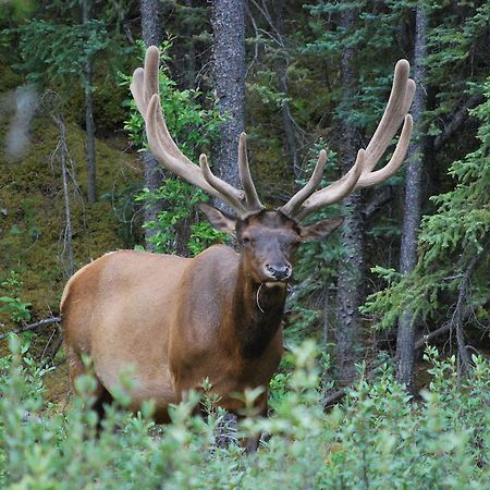 Отель Celtic Haven Jasper National Park Экстерьер фото